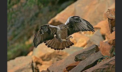 Habichtsadler (Aquila fasciata)