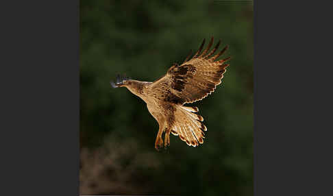 Habichtsadler (Aquila fasciata)