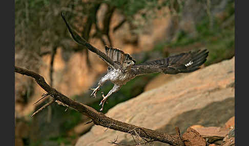 Habichtsadler (Aquila fasciata)