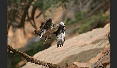 Habichtsadler (Aquila fasciata)