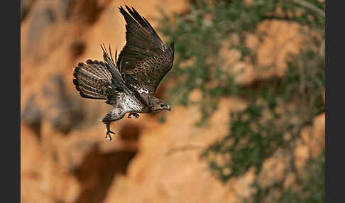 Habichtsadler (Aquila fasciata)