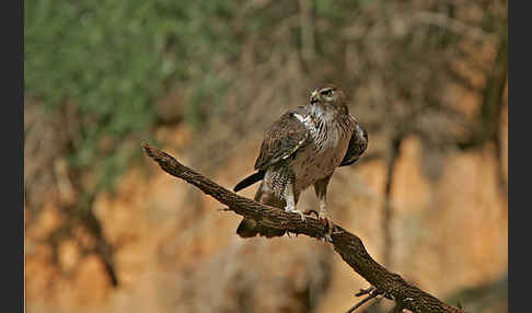 Habichtsadler (Aquila fasciata)