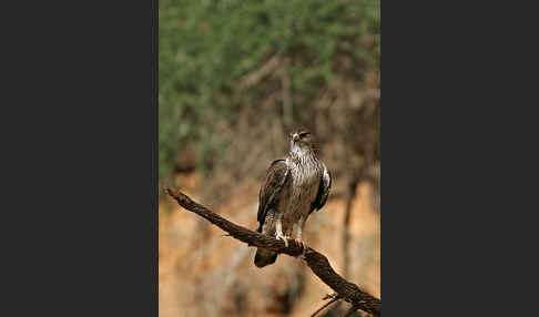 Habichtsadler (Aquila fasciata)