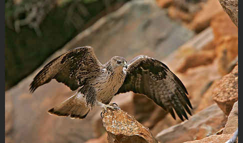 Habichtsadler (Aquila fasciata)