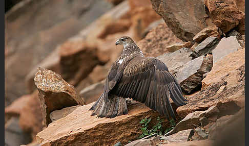 Habichtsadler (Aquila fasciata)