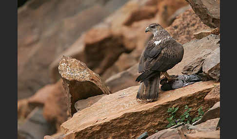 Habichtsadler (Aquila fasciata)