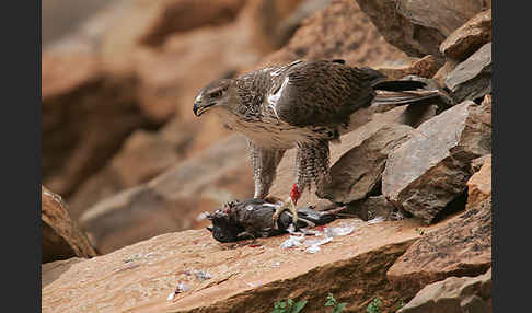 Habichtsadler (Aquila fasciata)