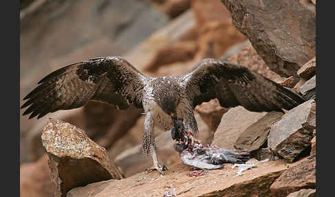 Habichtsadler (Aquila fasciata)