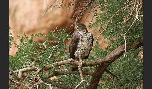 Habichtsadler (Aquila fasciata)