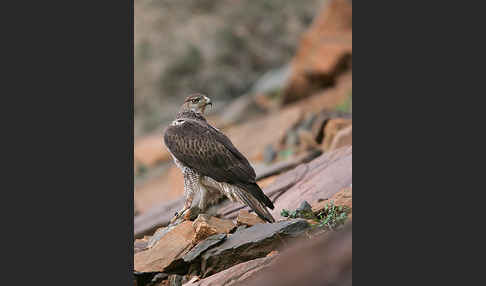 Habichtsadler (Aquila fasciata)