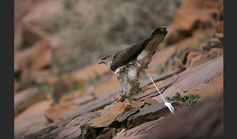 Habichtsadler (Aquila fasciata)