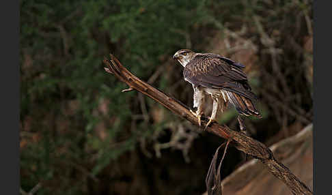 Habichtsadler (Aquila fasciata)