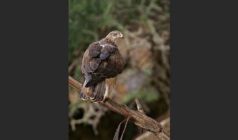 Habichtsadler (Aquila fasciata)