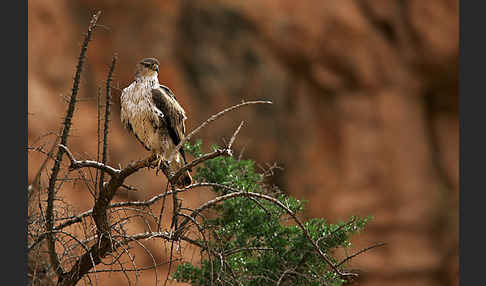 Habichtsadler (Aquila fasciata)