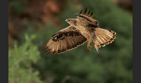 Habichtsadler (Aquila fasciata)