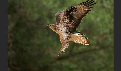 Habichtsadler (Aquila fasciata)