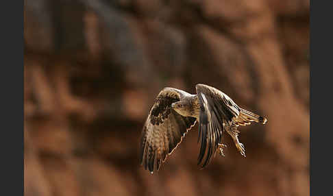 Habichtsadler (Aquila fasciata)