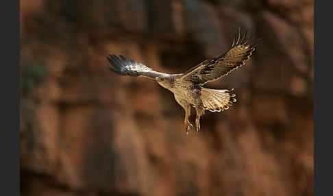 Habichtsadler (Aquila fasciata)