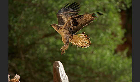 Habichtsadler (Aquila fasciata)