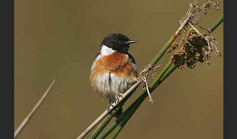 Schwarzkehlchen (Saxicola torquata)