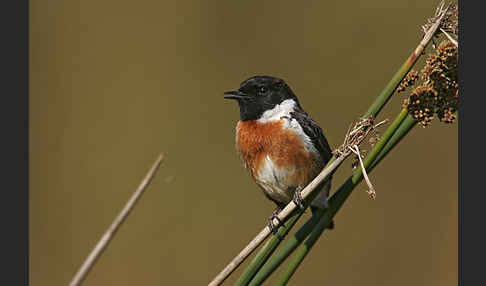 Schwarzkehlchen (Saxicola torquata)