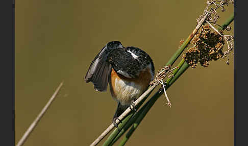 Schwarzkehlchen (Saxicola torquata)