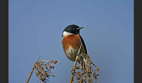 Schwarzkehlchen (Saxicola torquata)