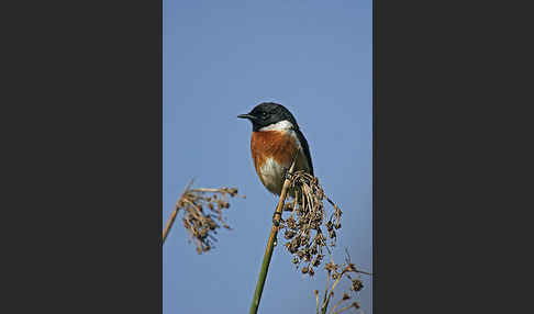 Schwarzkehlchen (Saxicola torquata)