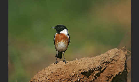 Schwarzkehlchen (Saxicola torquata)