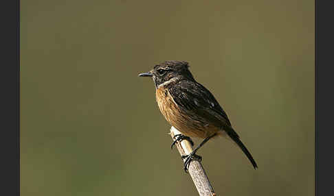 Schwarzkehlchen (Saxicola torquata)