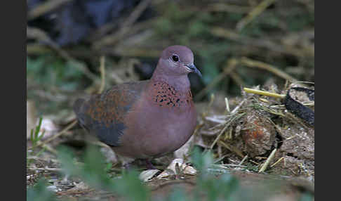 Palmtaube (Streptopelia senegalensis)