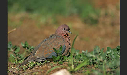 Palmtaube (Streptopelia senegalensis)