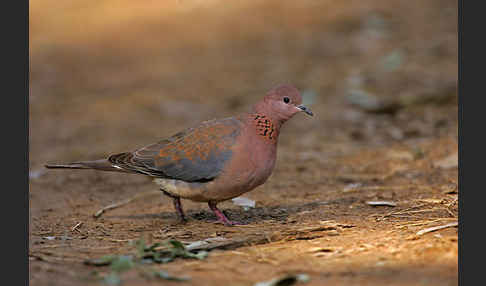 Palmtaube (Streptopelia senegalensis)