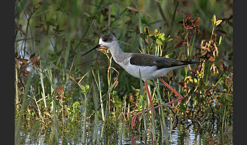 Stelzenläufer (Himantopus himantopus)