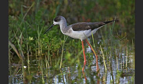 Stelzenläufer (Himantopus himantopus)