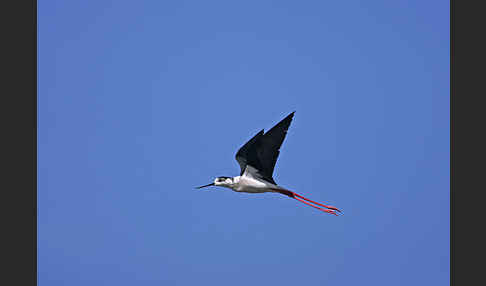 Stelzenläufer (Himantopus himantopus)