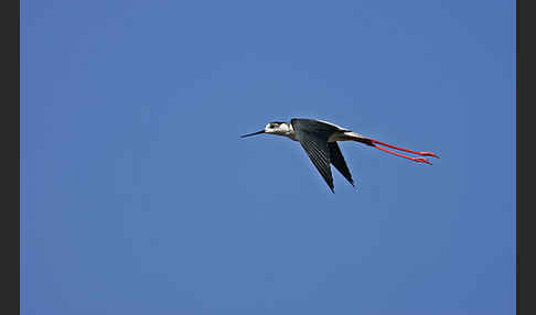 Stelzenläufer (Himantopus himantopus)