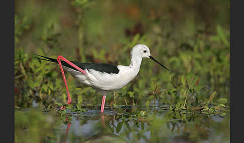 Stelzenläufer (Himantopus himantopus)