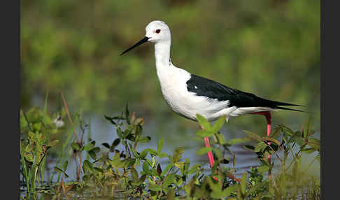 Stelzenläufer (Himantopus himantopus)