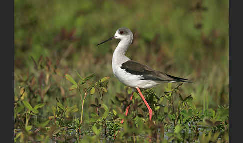 Stelzenläufer (Himantopus himantopus)