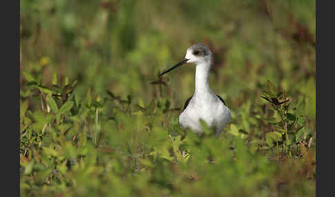 Stelzenläufer (Himantopus himantopus)