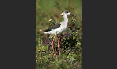 Stelzenläufer (Himantopus himantopus)