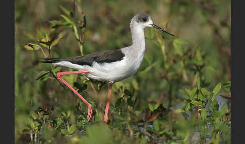 Stelzenläufer (Himantopus himantopus)