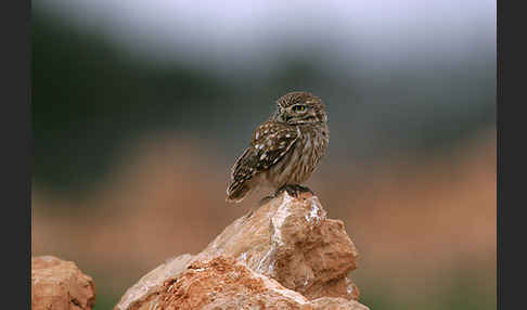 Steinkauz (Athene noctua)