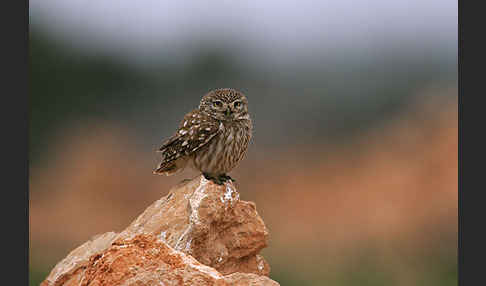 Steinkauz (Athene noctua)