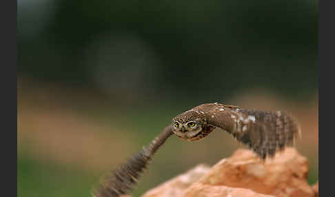 Steinkauz (Athene noctua)