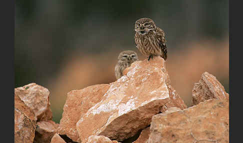 Steinkauz (Athene noctua)