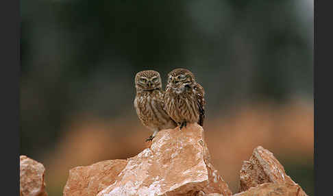 Steinkauz (Athene noctua)