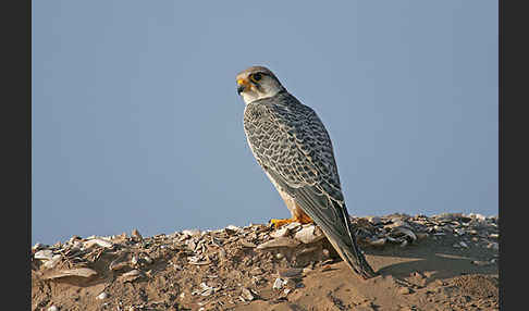 Lannerfalke sspec.1 (Falco biarmicus erlangeri)