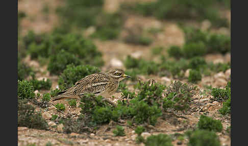 Triel (Burhinus oedicnemus)